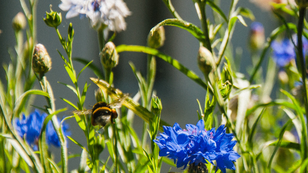 Hummel fliegt